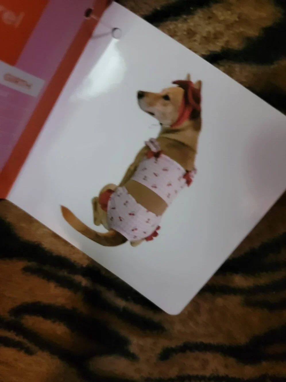 Pet Dog Or Cat 2 Piece Bikini Bathing Suit Pink Cherry W Headband Sz Small
